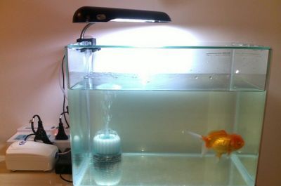 1米魚缸能養(yǎng)龍魚嗎（1米的魚缸適合養(yǎng)龍魚嗎）