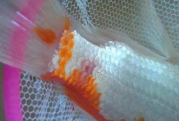 龍魚爛鰭后多久可以恢復？