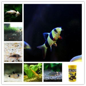 龍魚(yú)和三間鼠的混養(yǎng)大小（混養(yǎng)龍魚(yú)和三間鼠魚(yú)哪個(gè)好？）