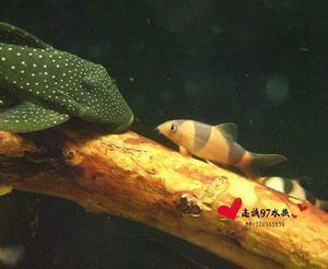 龍魚(yú)和三間鼠的混養(yǎng)大小（混養(yǎng)龍魚(yú)和三間鼠魚(yú)哪個(gè)好？）