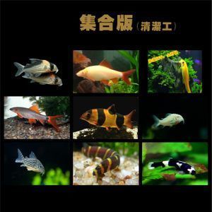 龍魚(yú)和三間鼠的混養(yǎng)大小（混養(yǎng)龍魚(yú)和三間鼠魚(yú)哪個(gè)好？）