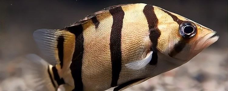 龍魚和虎魚哪個長得快些
