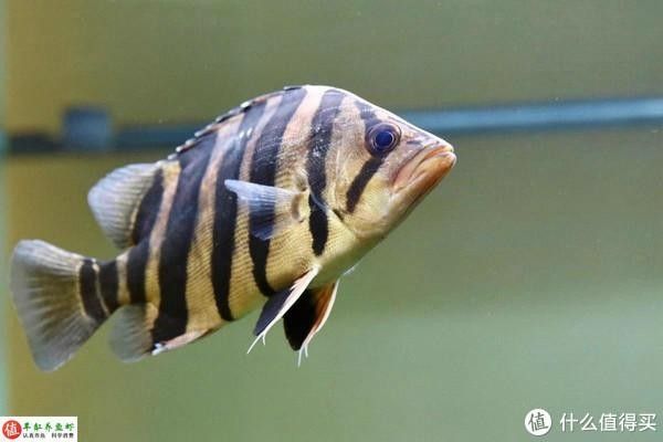 龍魚和虎魚哪個長得快些