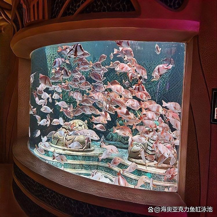 下城開水族店怎么樣？加盟祥龍魚場賣龍魚市場怎樣？