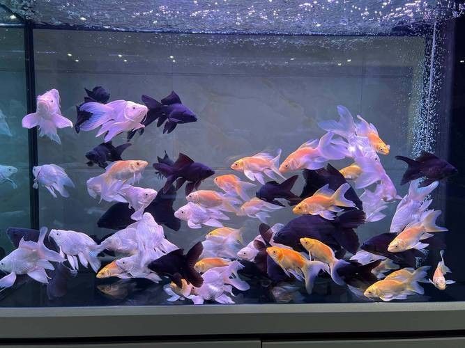 普寧開水族店怎么樣？加盟祥龍魚場賣龍魚市場怎樣？