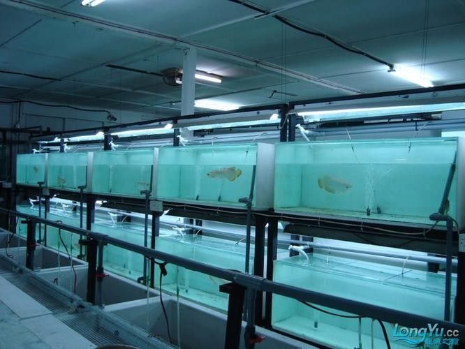 西吉開水族店怎么樣？加盟祥龍魚場賣龍魚市場怎樣？