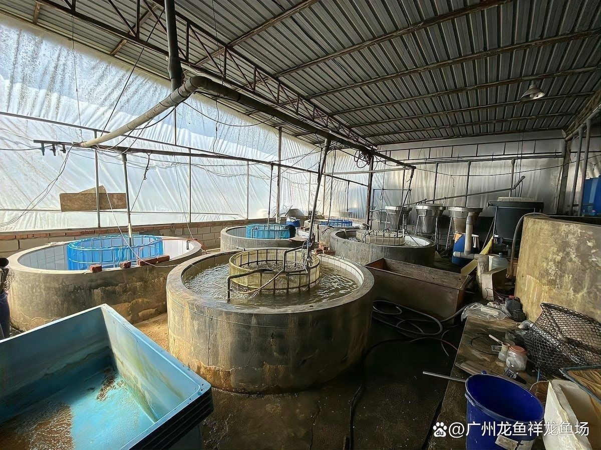 雜多開水族店怎么樣？加盟祥龍魚場賣龍魚市場怎樣？