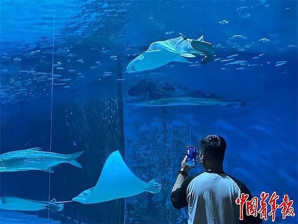 龍井開水族店怎么樣？加盟祥龍魚場賣龍魚市場怎樣？ 龍井開水族店怎么樣？加盟祥龍魚場賣龍魚市場怎樣？ 水族館百科（水族館加盟） 第11張