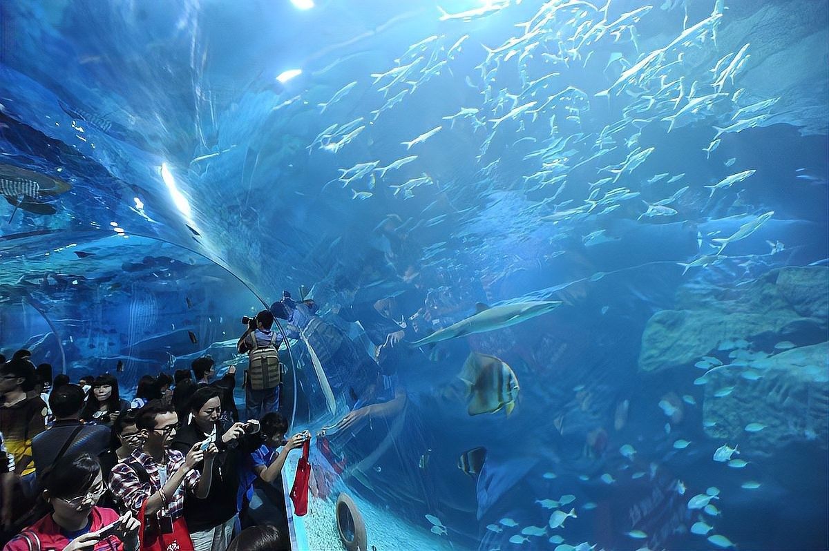 龍井開水族店怎么樣？加盟祥龍魚場賣龍魚市場怎樣？ 龍井開水族店怎么樣？加盟祥龍魚場賣龍魚市場怎樣？ 水族館百科（水族館加盟） 第12張