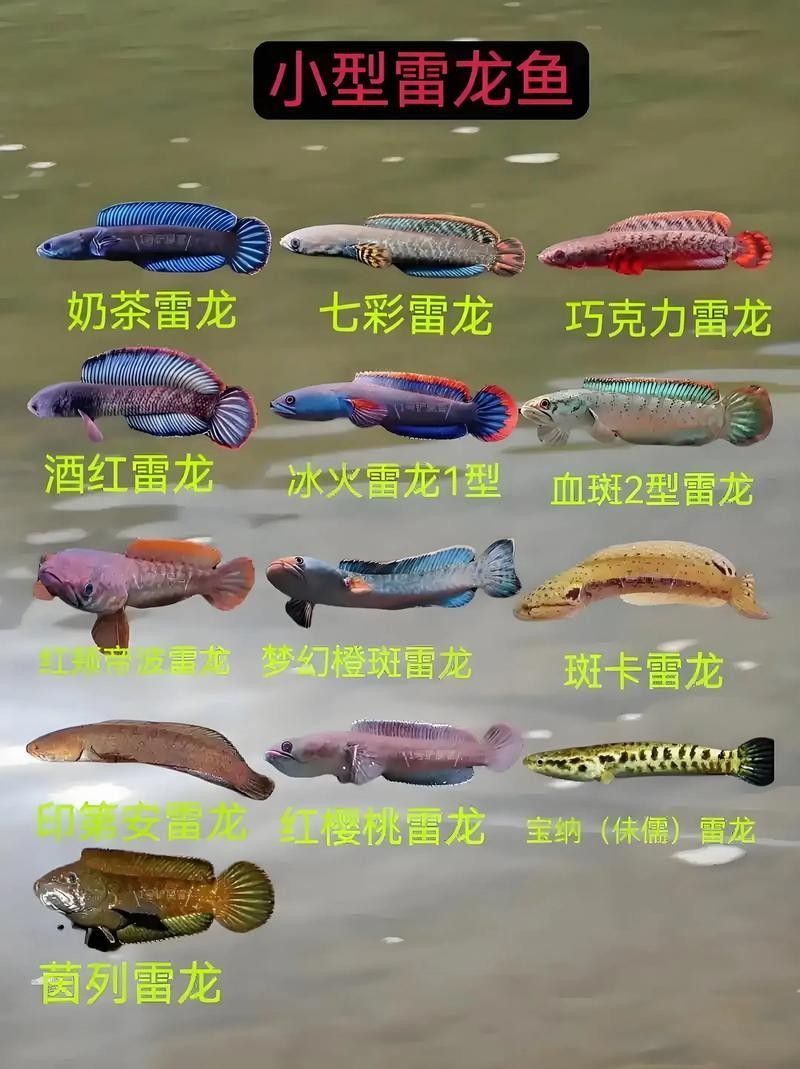 萬載開水族店怎么樣？加盟祥龍魚場賣龍魚市場怎樣？