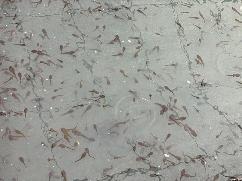 云夢(mèng)開水族店怎么樣？加盟祥龍魚場(chǎng)賣龍魚市場(chǎng)怎樣？