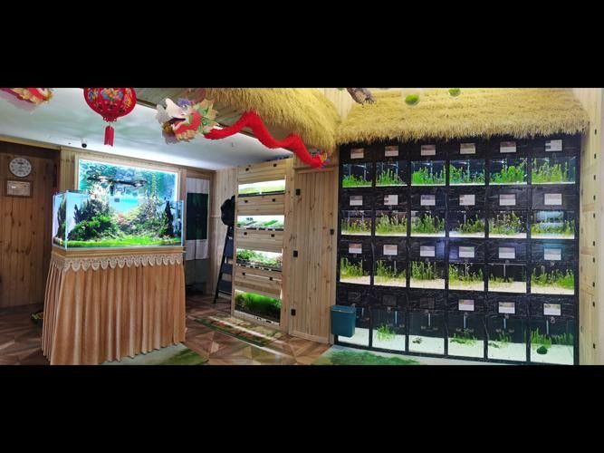 大理州開水族店怎么樣？加盟祥龍魚場賣龍魚市場怎樣？