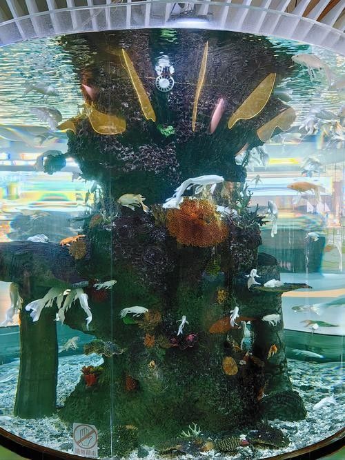 大理州開水族店怎么樣？加盟祥龍魚場賣龍魚市場怎樣？