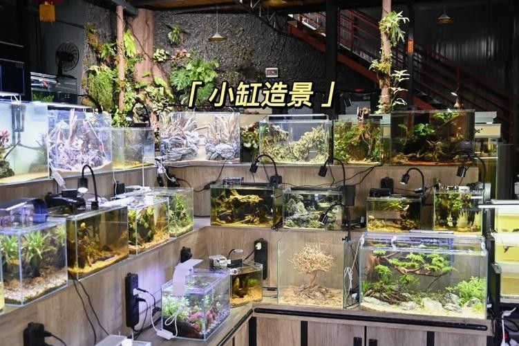 大理州開水族店怎么樣？加盟祥龍魚場賣龍魚市場怎樣？