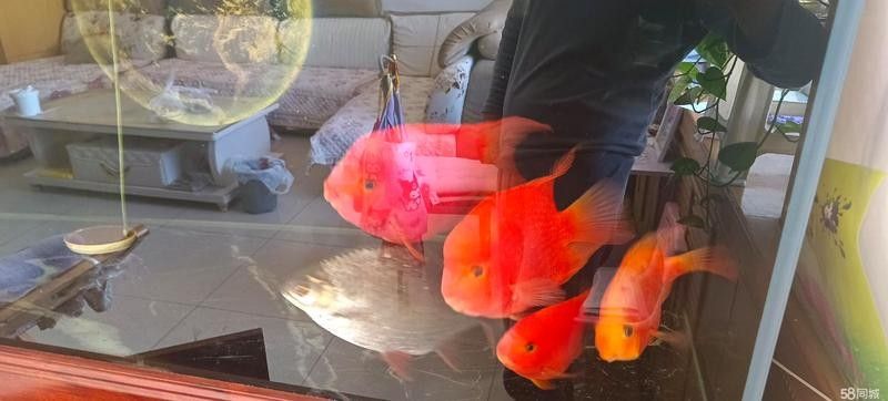 張家口橋西開水族店怎么樣？加盟祥龍魚場賣龍魚市場怎樣？