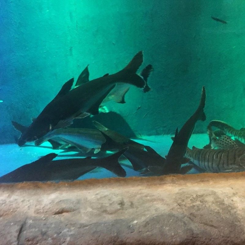 城西開水族店怎么樣？加盟祥龍魚場賣龍魚市場怎樣？