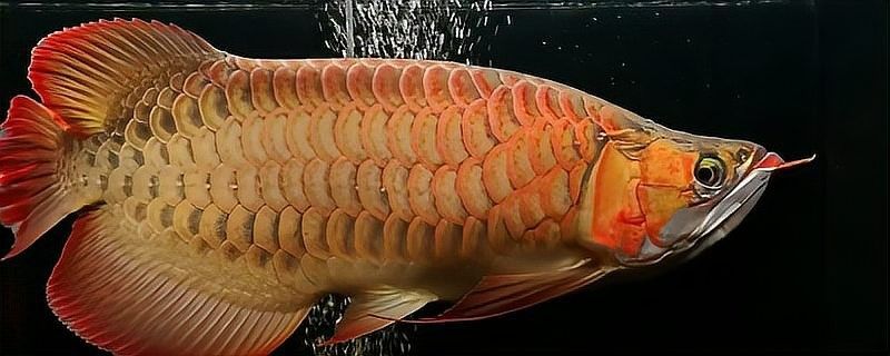 滑縣開水族店怎么樣？加盟祥龍魚場賣龍魚市場怎樣？