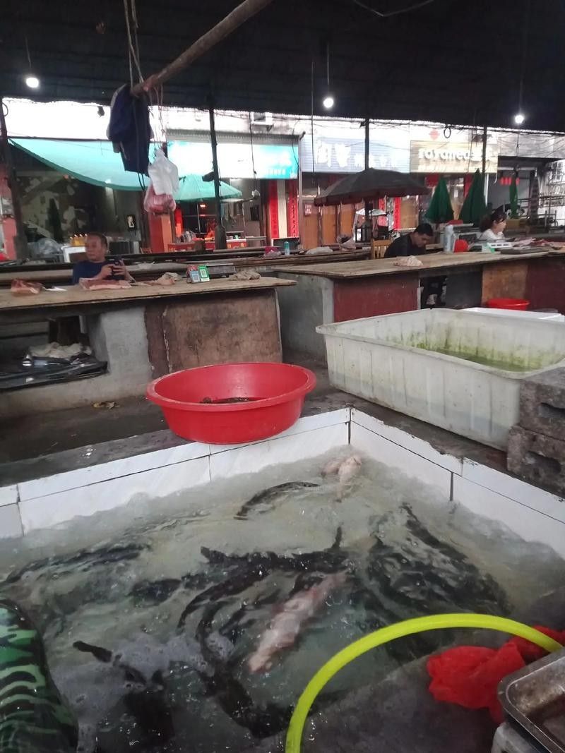 洛龍開水族店怎么樣？加盟祥龍魚場賣龍魚市場怎樣？