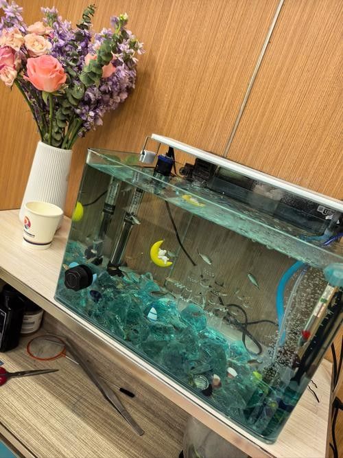 月湖開水族店怎么樣？加盟祥龍魚場賣龍魚市場怎樣？
