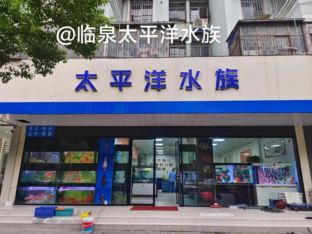 臨泉開水族店怎么樣？加盟祥龍魚場賣龍魚市場怎樣？