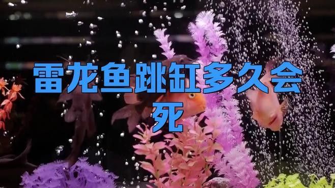 龍魚跳缸了抓回去能活嗎