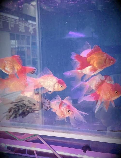 蕭縣開水族店怎么樣？加盟祥龍魚場賣龍魚市場怎樣？