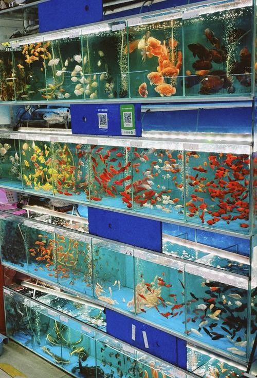 蕭縣開水族店怎么樣？加盟祥龍魚場賣龍魚市場怎樣？