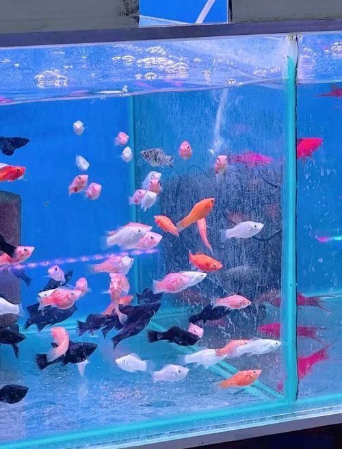 蕭縣開水族店怎么樣？加盟祥龍魚場賣龍魚市場怎樣？
