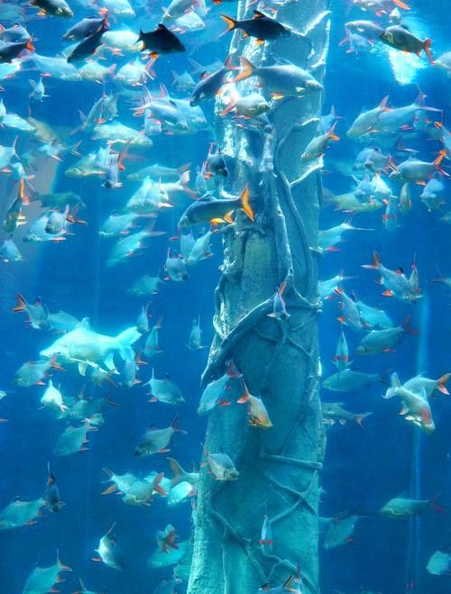 托克托縣開水族店怎么樣？加盟祥龍魚場賣龍魚市場怎樣？