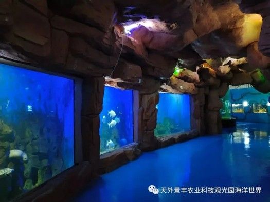 托克托縣開水族店怎么樣？加盟祥龍魚場賣龍魚市場怎樣？