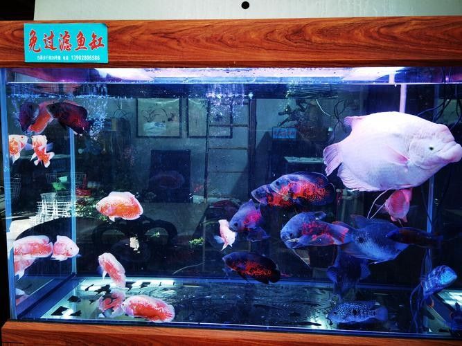 禪城開水族店怎么樣？加盟祥龍魚場賣龍魚市場怎樣？
