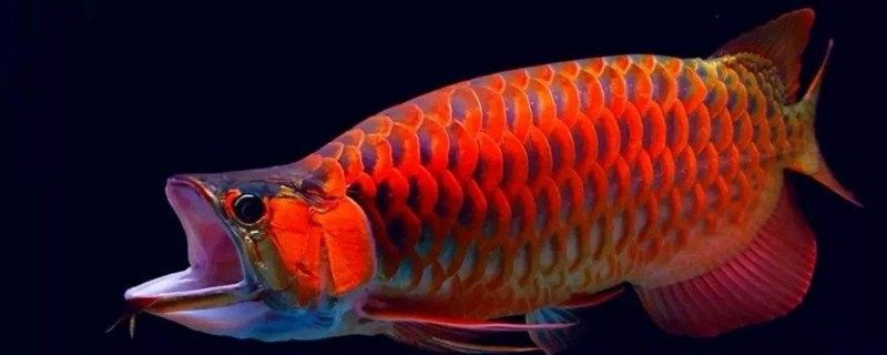 龍魚打架會自己停嗎？