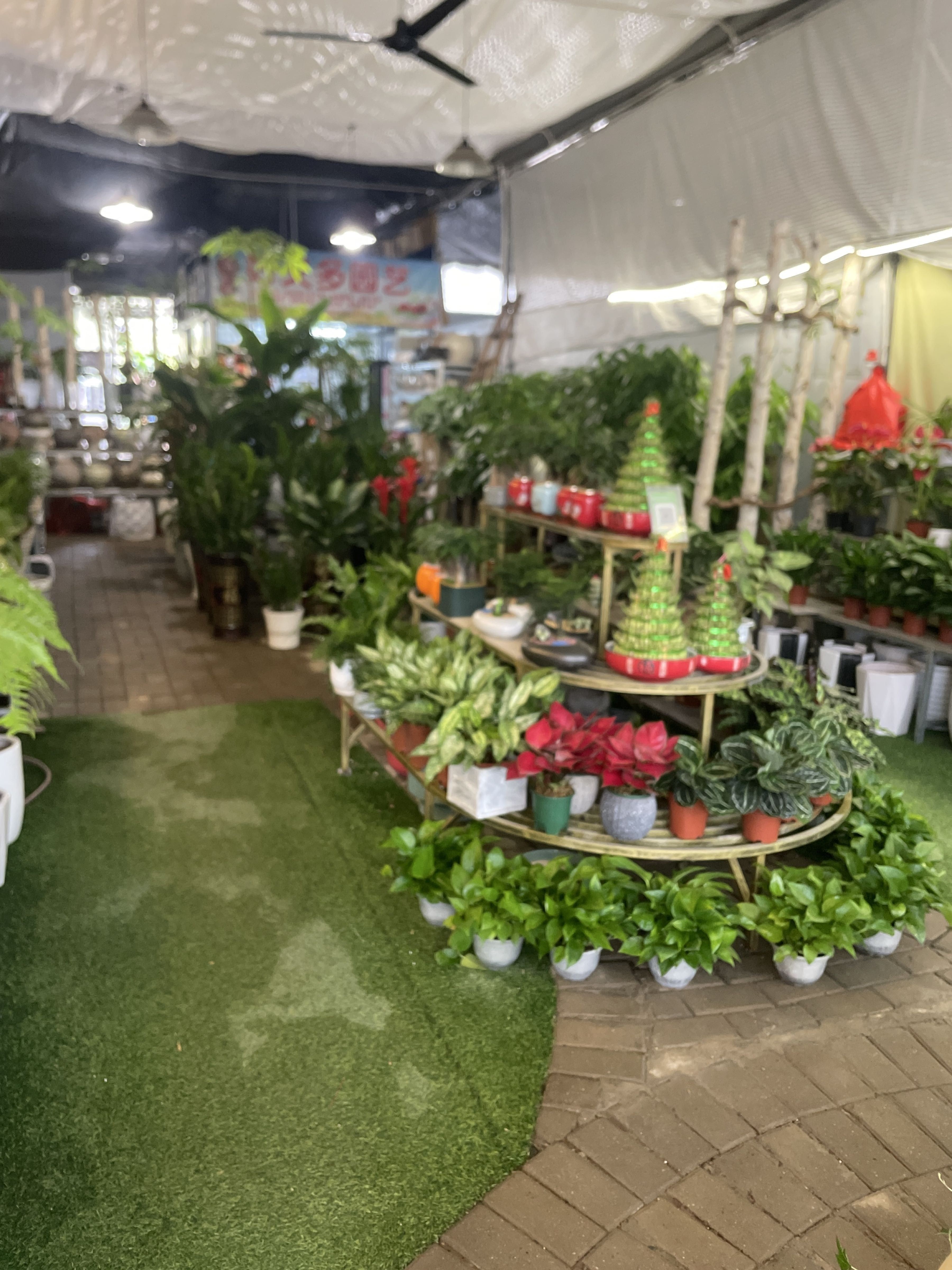 藍田開水族店怎么樣？加盟祥龍魚場賣龍魚市場怎樣？