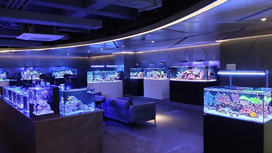 左權開水族店怎么樣？加盟祥龍魚場賣龍魚市場怎樣？
