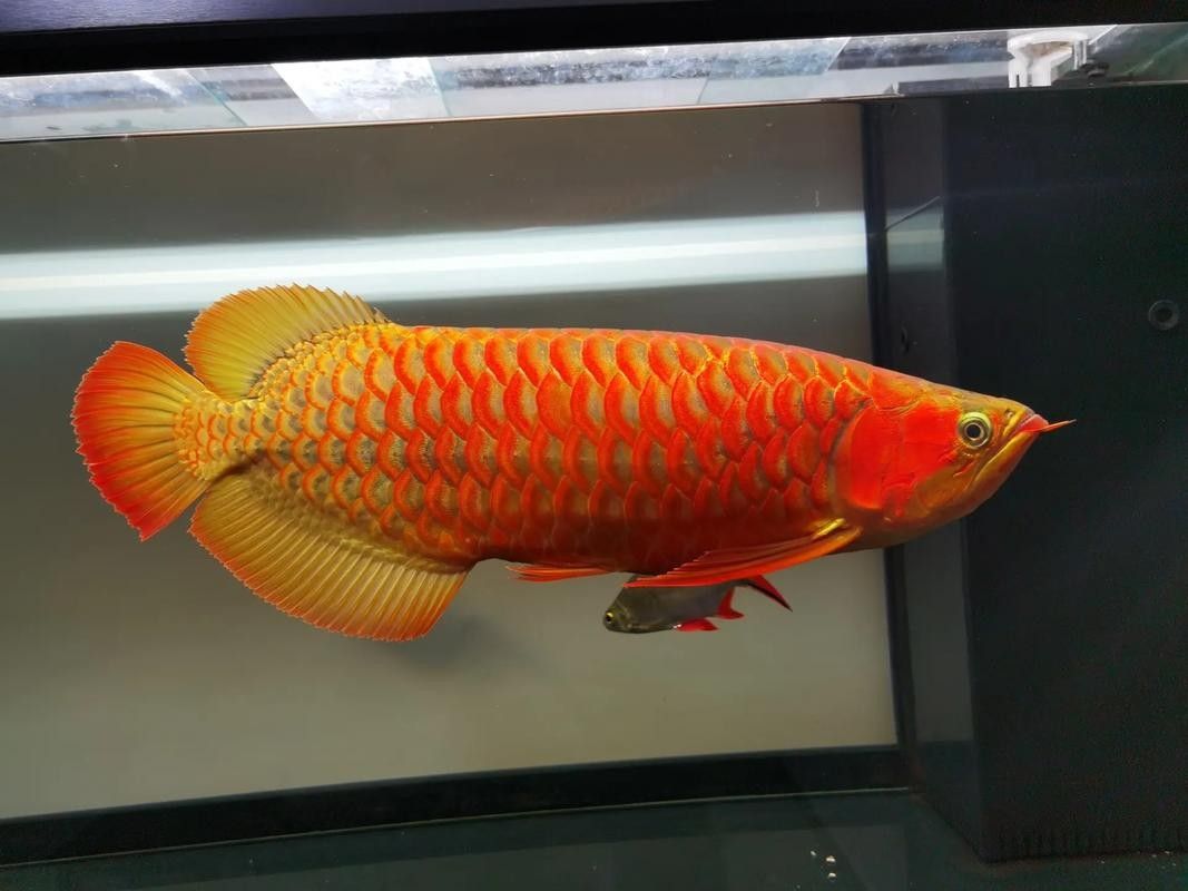 壽光開水族店怎么樣？加盟祥龍魚場賣龍魚市場怎樣？