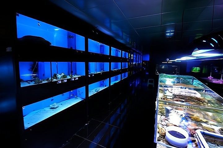 新縣開水族店怎么樣？加盟祥龍魚場(chǎng)賣龍魚市場(chǎng)怎樣？