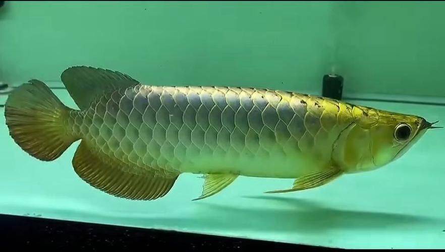 蘇左旗開水族店怎么樣？加盟祥龍魚場賣龍魚市場怎樣？