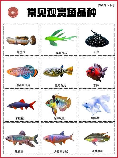濠江開水族店怎么樣？加盟祥龍魚場賣龍魚市場怎樣？