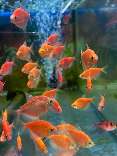 濠江開水族店怎么樣？加盟祥龍魚場賣龍魚市場怎樣？