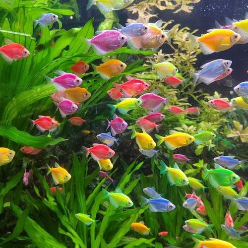 濠江開水族店怎么樣？加盟祥龍魚場賣龍魚市場怎樣？