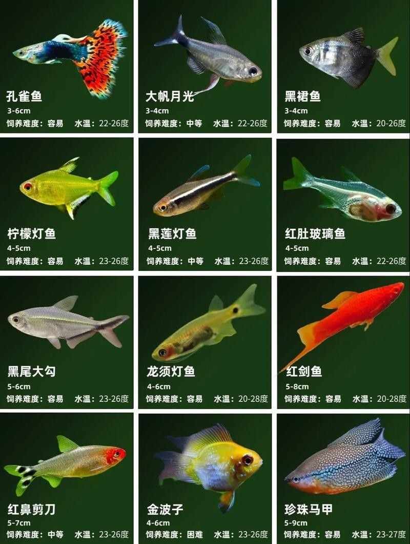 濠江開水族店怎么樣？加盟祥龍魚場賣龍魚市場怎樣？