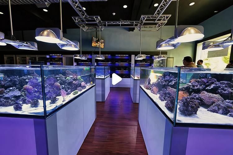 新津開水族店怎么樣？加盟祥龍魚場賣龍魚市場怎樣？