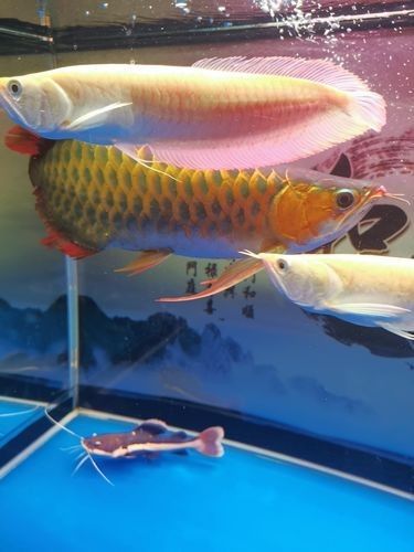 龍魚會互咬嗎圖片