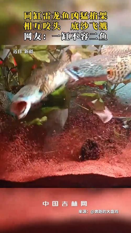 龍魚會互咬嗎圖片