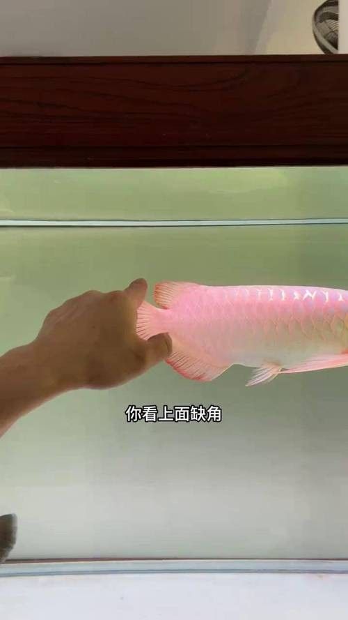龍魚會互咬嗎圖片