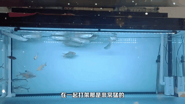 龍魚會互咬嗎圖片