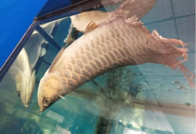 龍魚會互咬嗎圖片