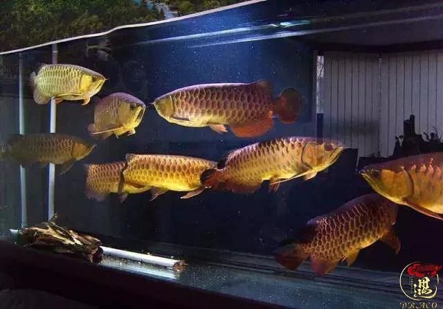 龍魚會互咬嗎圖片