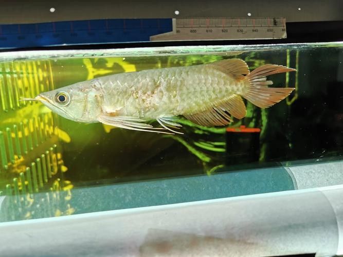 龍魚會互咬嗎圖片