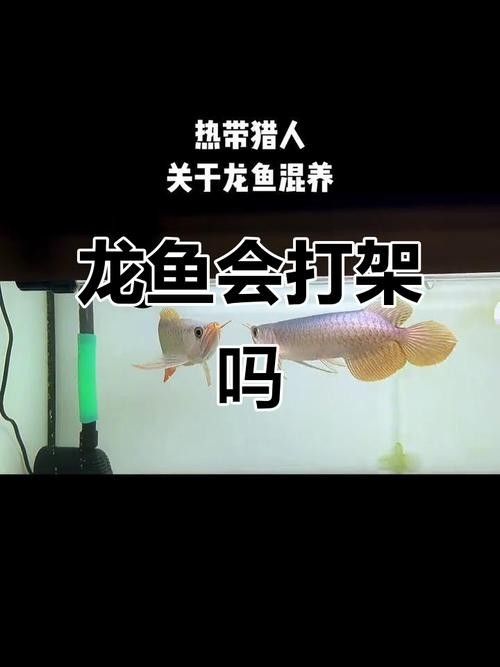 龍魚會互咬嗎圖片